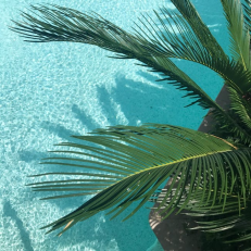 palm tree over pool water